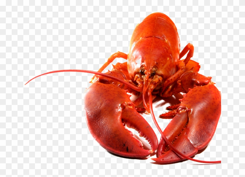 Lobster Clipart Transparent Background - Lobster Png Transparent #1010008