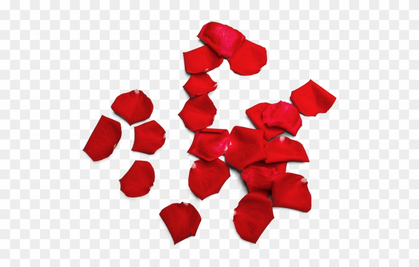 Red Rose Petals - Petal #1010053