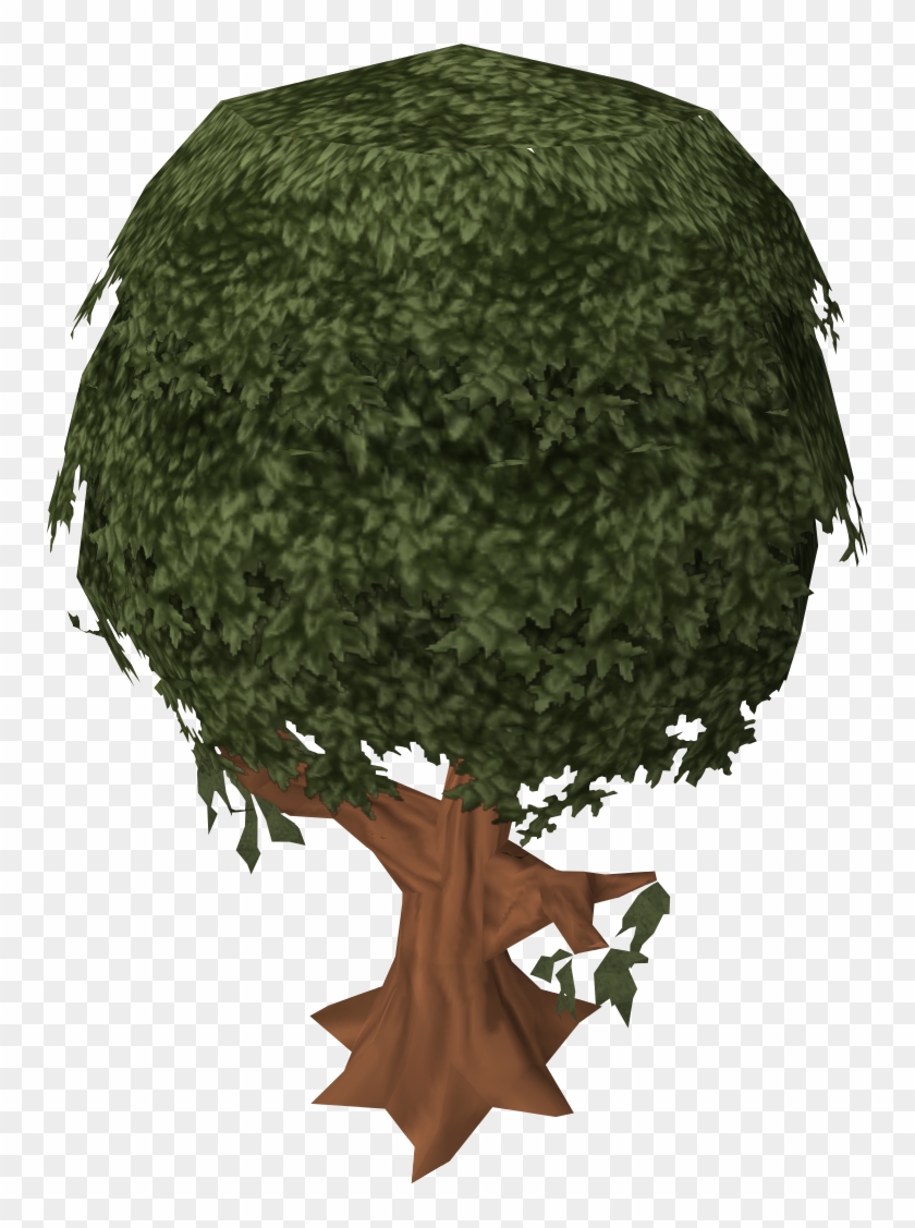 Cinnamon Tree - Shortleaf Black Spruce #1010062