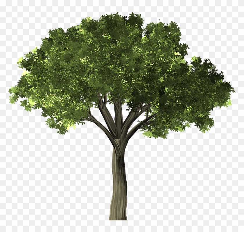 Tree Transparent Background 14, Buy Clip Art - Elm #1010066