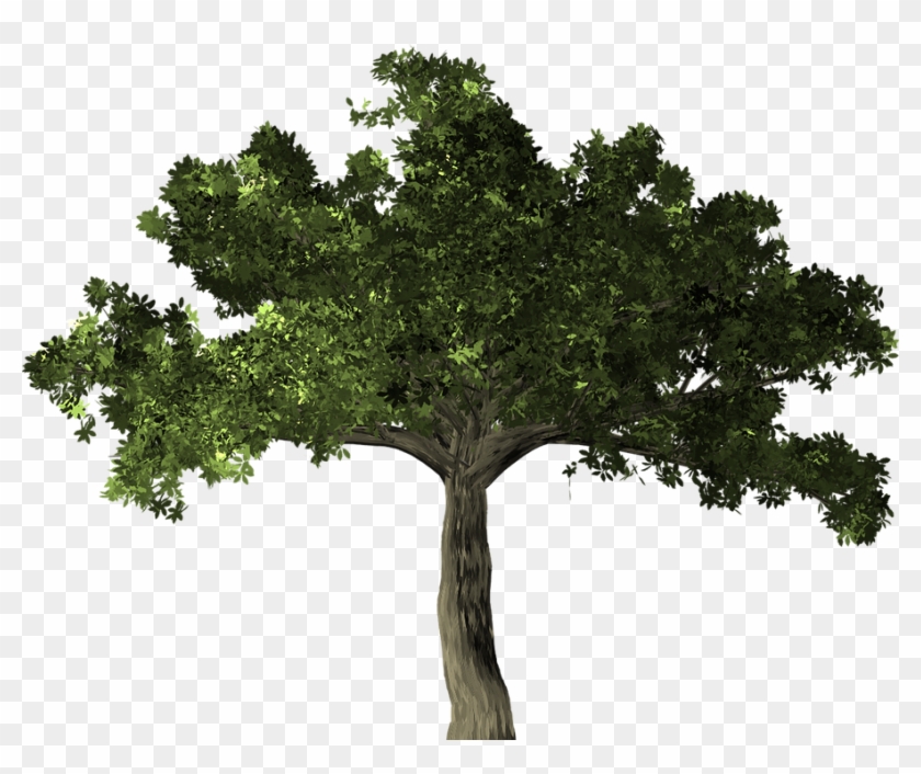 Tree Transparent Background 22, Buy Clip Art - Fig Tree Transparent #1010071