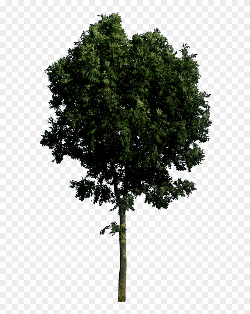 Tree Transparent - Tree Front View Png #1010075