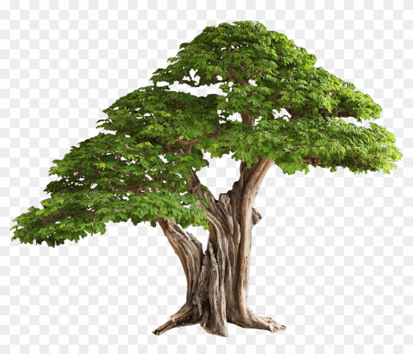 Tree Free Png Image - Brazilian Rain Tree Bonsai #1010076