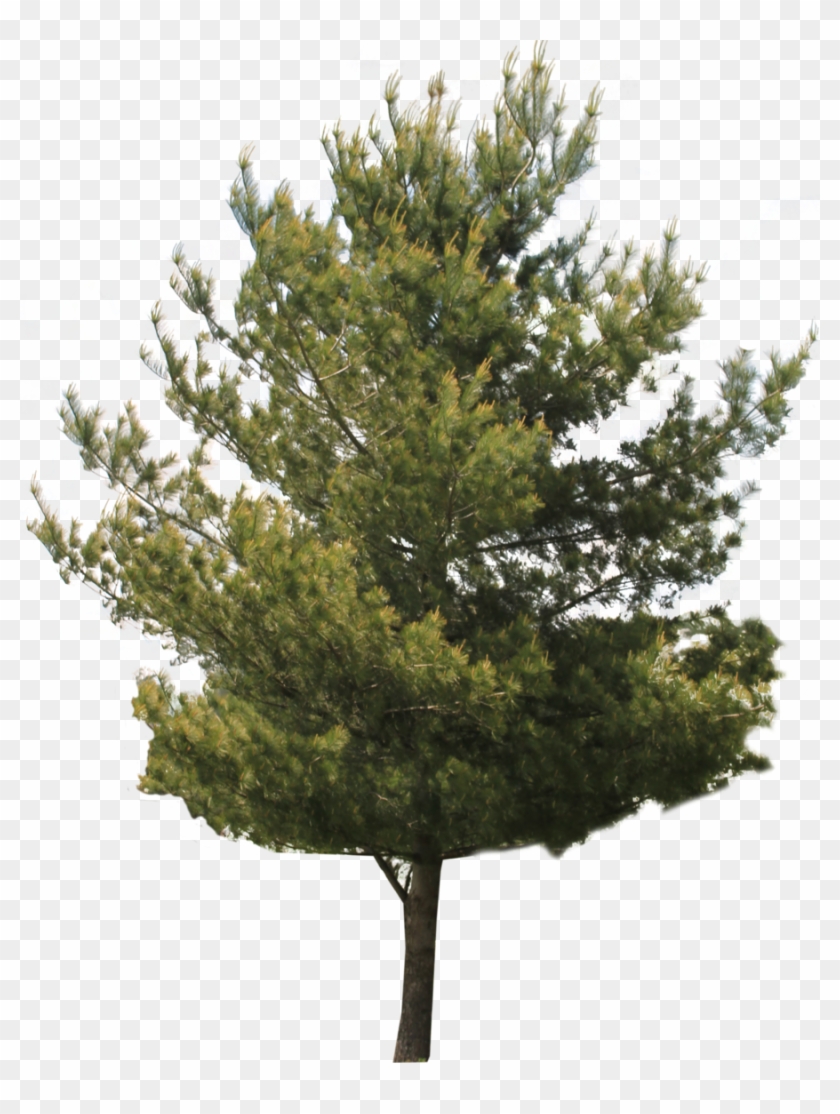 Jack Tree Transparent Images - Tree Front #1010078