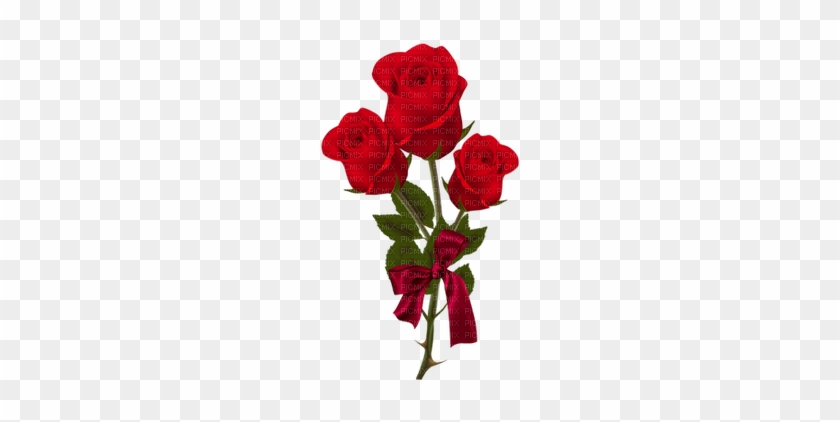 Rose Rouge-red Flower - Floribunda #1010083