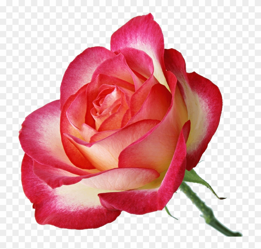 Written By Dreamland In Red And Pink Roses On 10 January - Love You Gif 2 #1010086