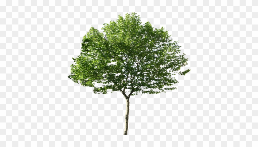 Single Tree Png - Photoshop Tree Png #1010091
