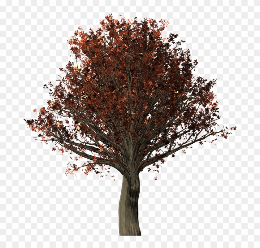 Northern Red Oak Png #1010100