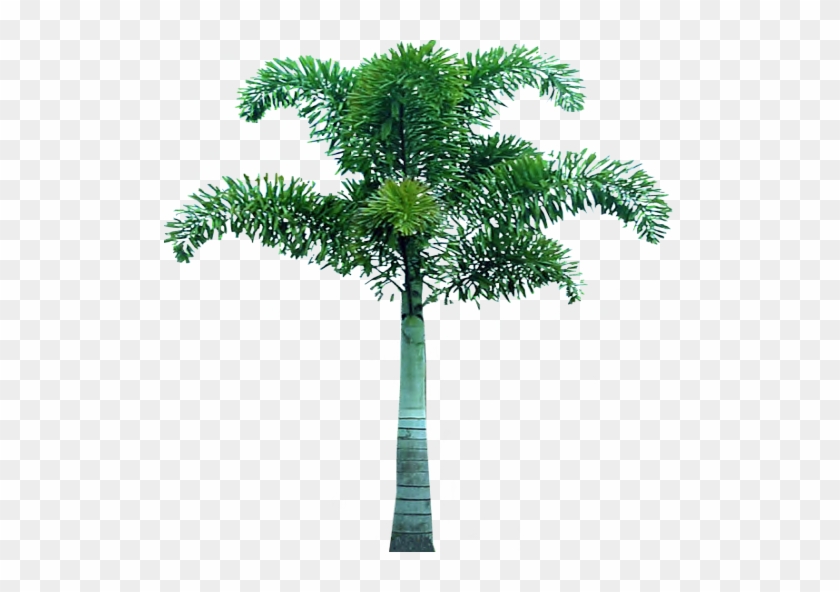 Palm Tree Face Png Image - Tree Png Hd For Picsart #1010102