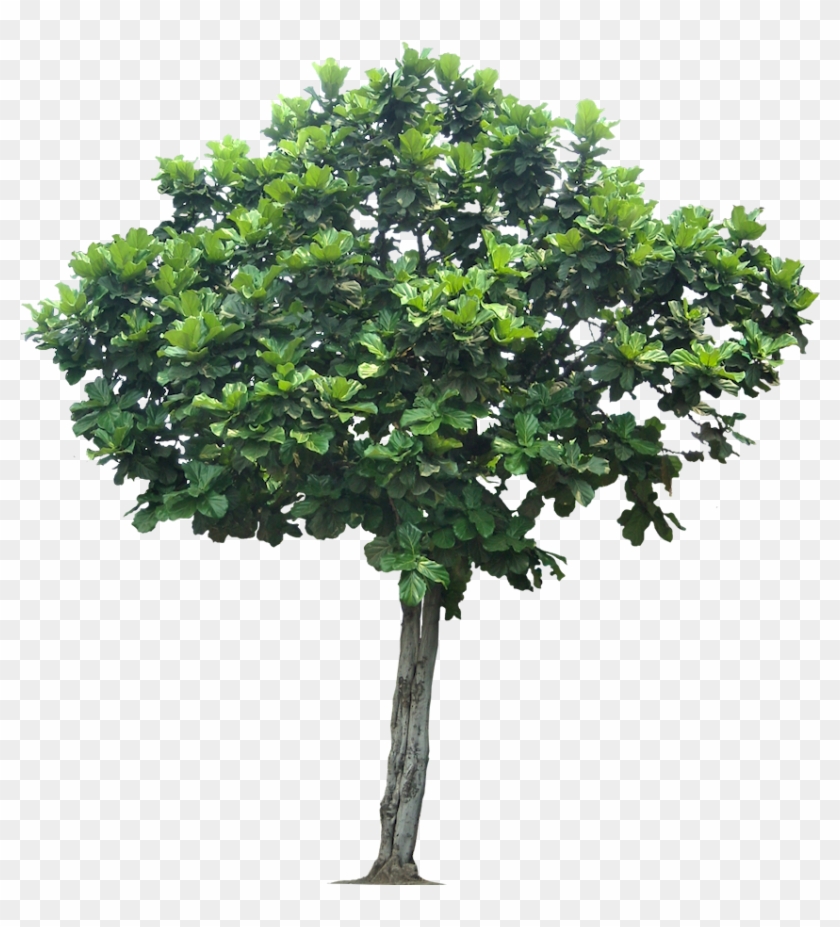 Jungle Tree Transparent Png - Fig Tree Png #1010115