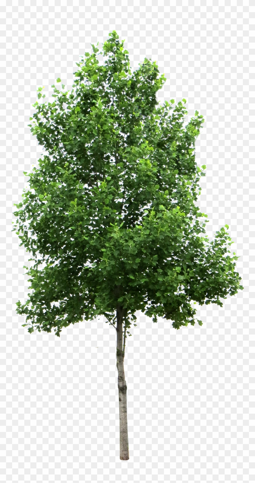 Tree - Birch Tree Png #1010120