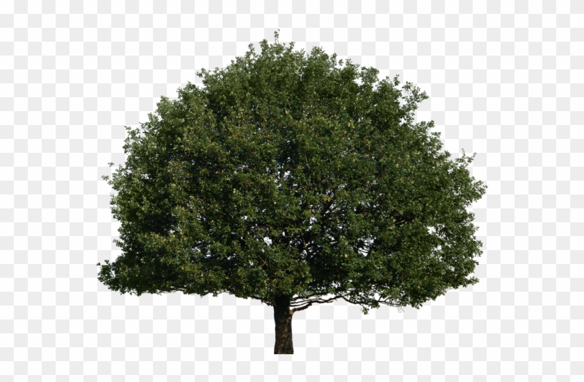 Tree Png Image With Transparent Background - Tree Front View Png #1010124