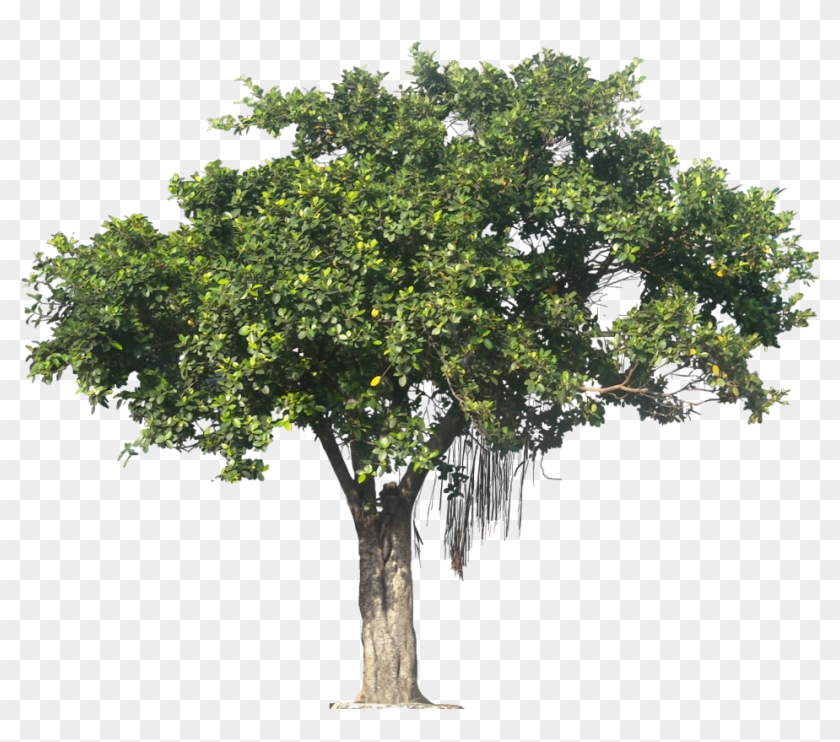 Tree Textures Png - Tree Png Transparent #1010127