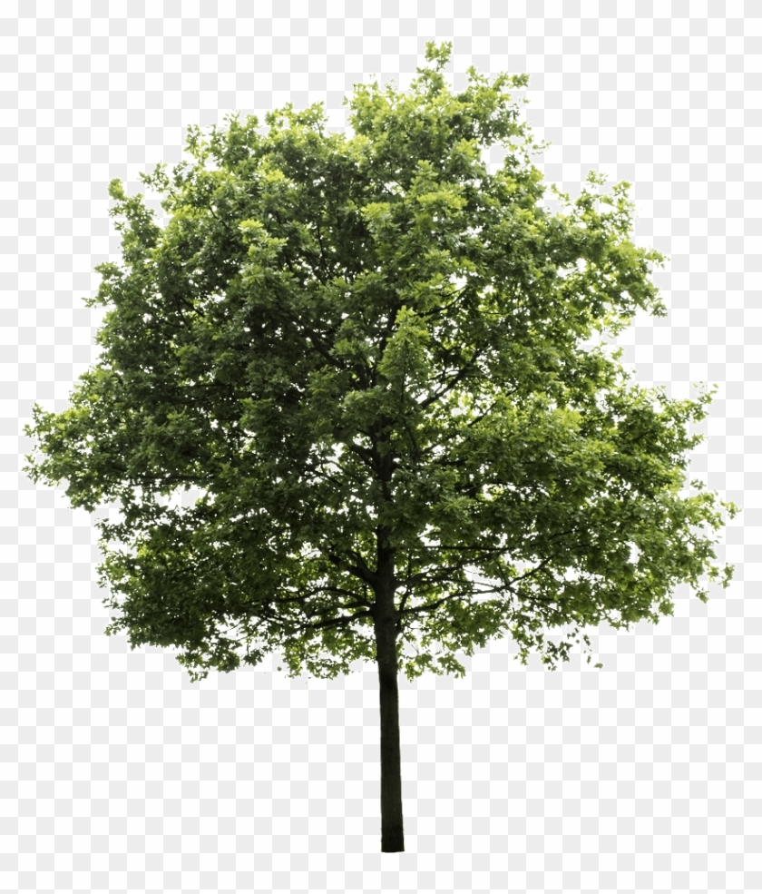 High Quality Png, Transparent Background - Transparent Background Tree Png #1010129