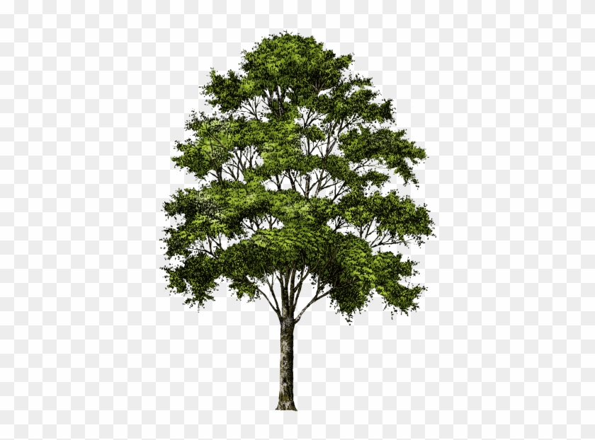Tree Picture No Background Png Images - Transparent Background Tree Png #1010136