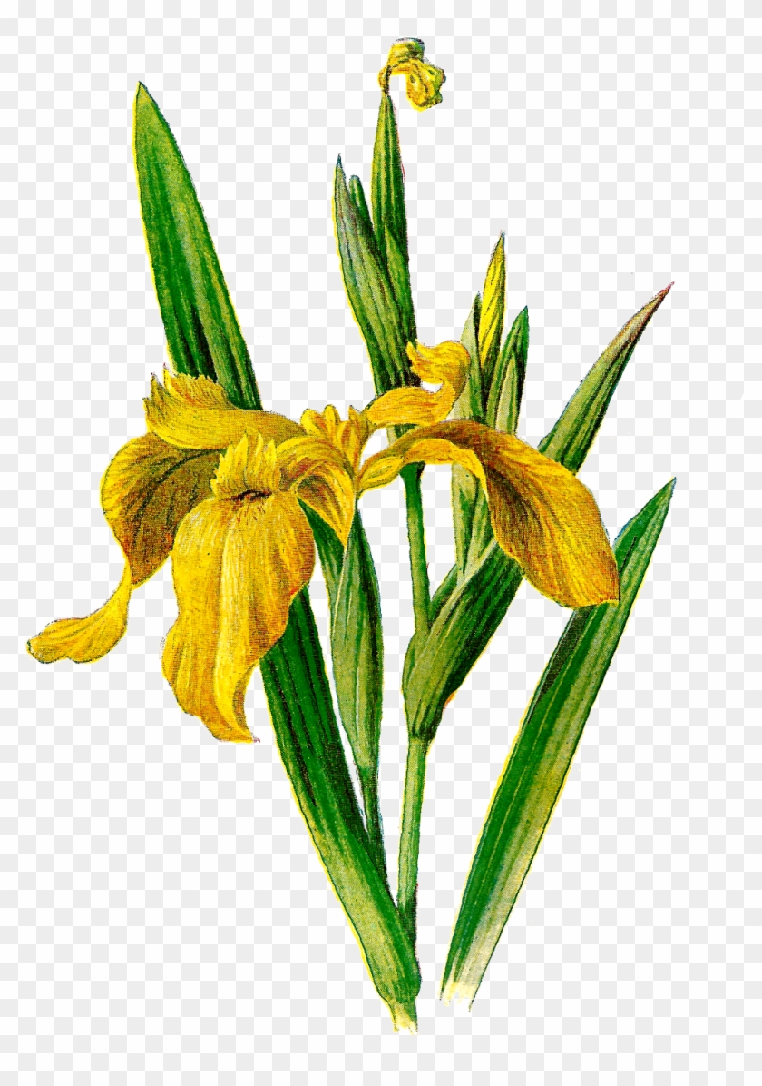 Iris Clipart - Real Iris Flower Png #1010148