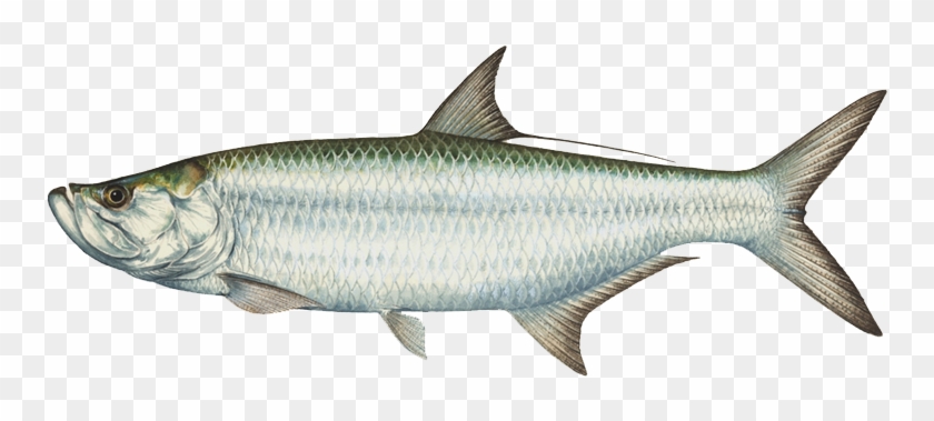 Tarpon - Alabama State Saltwater Fish #1010222