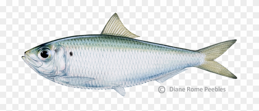 Sardines Clipart Big - Scaled Sardine #1010224