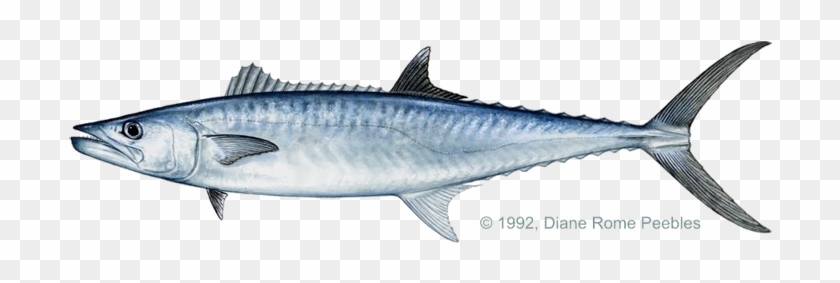Grouper Clipart King - Barracuda Vs King Fish #1010237