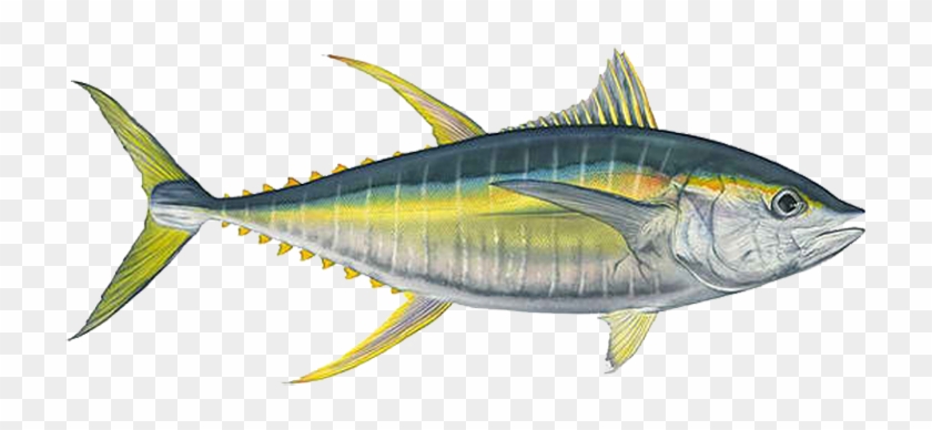 Drawn Fishing Ahi - Fish With Transparent Background #1010268