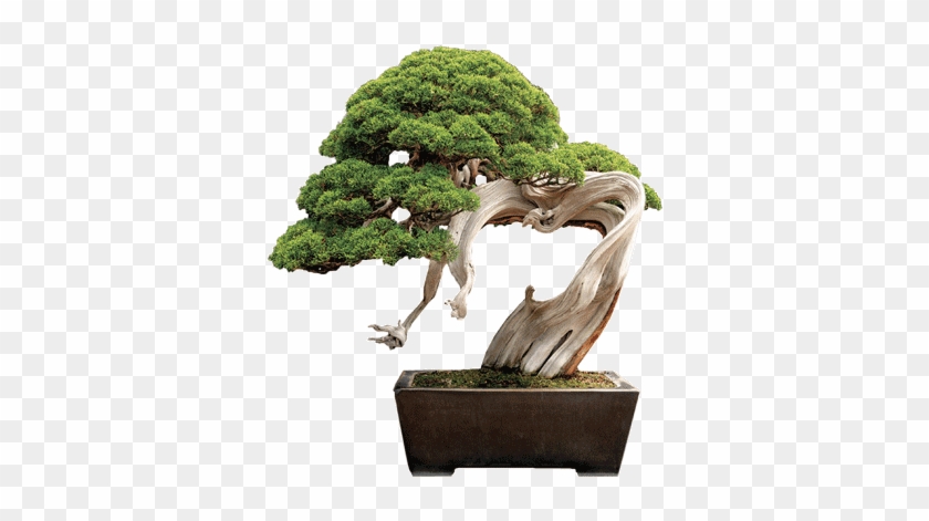Bonsai - Bonsai Finto Per Acquario #1010361