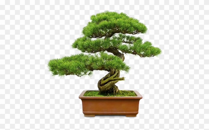 Bonsai Pine Trees #1010370