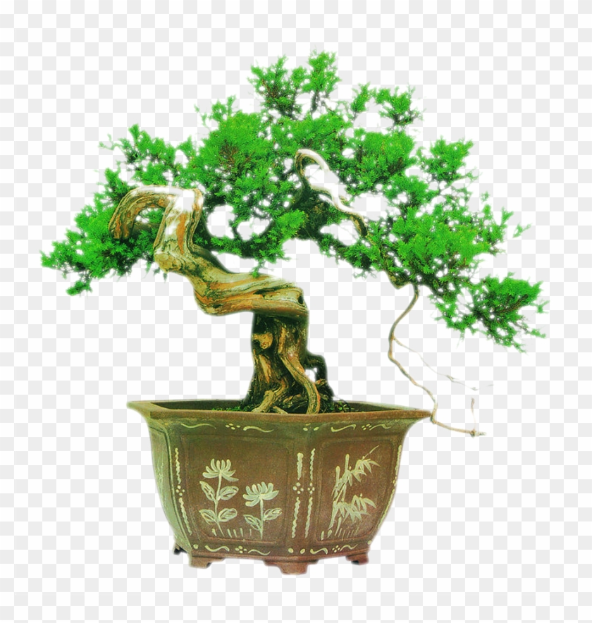 Bonsai Tree Chinese Garden Podocarpus Macrophyllus - Bonsai #1010374