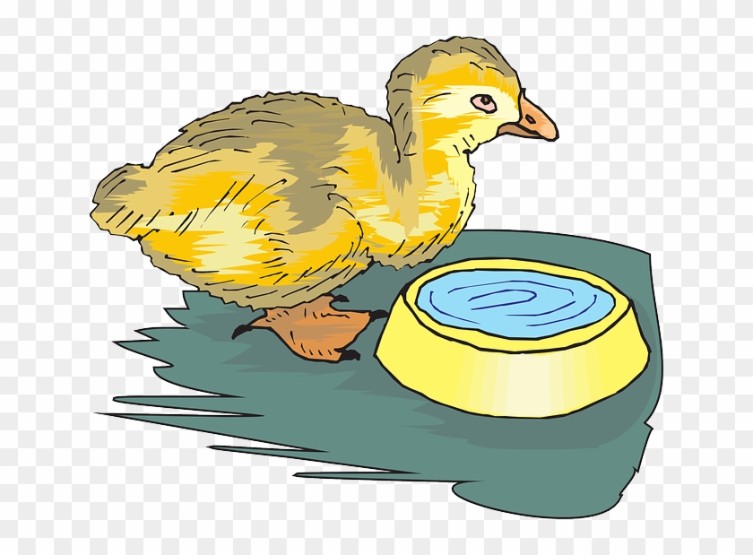 Duckling, Baby, Bird, Yellow, Small - Cliparts Of Birds Drinking Water #1010629