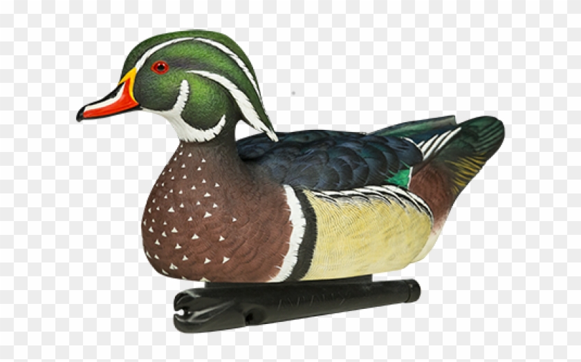 Wood Duck Behavior Birds Of North America - Avian X Wood Duck #1010736