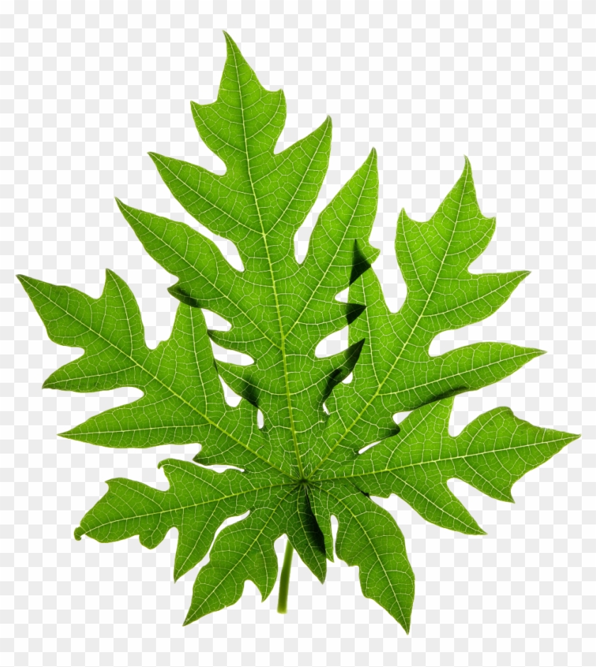 Papaya Leaf Stock Photography Clip Art - Papaya Leaves Png #1010899