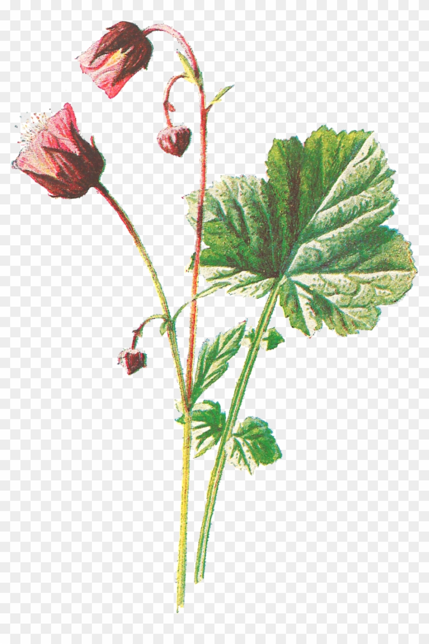 The First Digital Wildflower Image Is Of The Flower, - Antique Flower Png #1011063