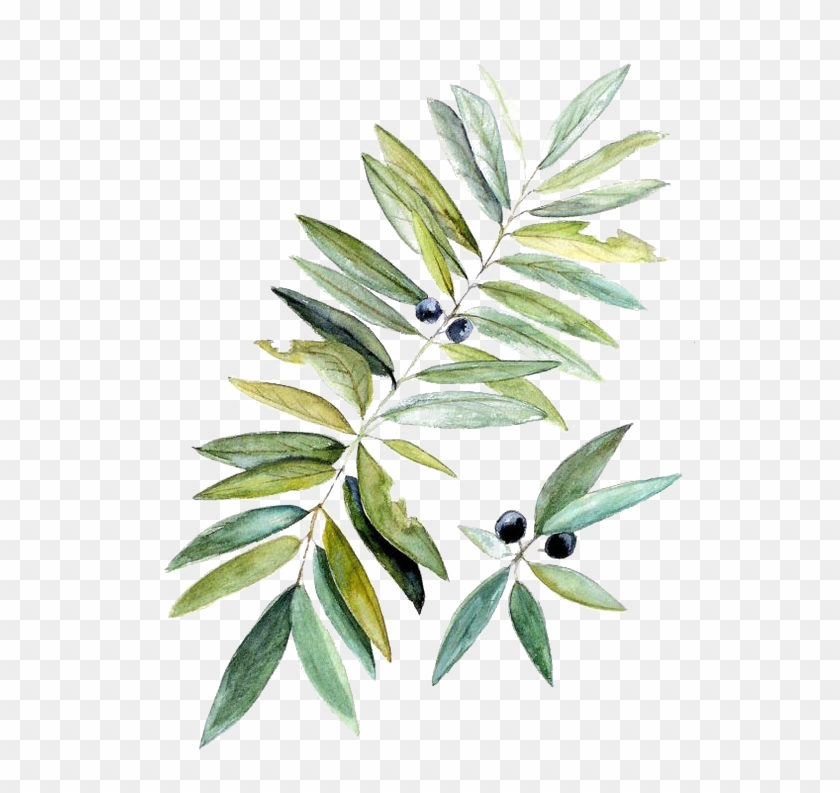 Watercolor Painting Botanical Illustration Leaf - Illüstration Botanical Tree #1011068