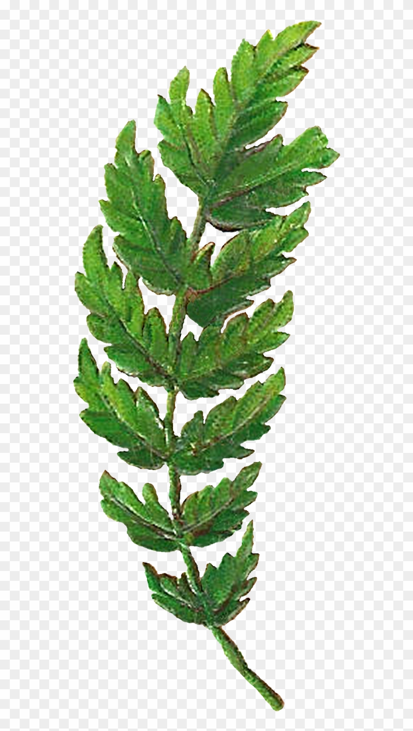 Leaf Botanical Artwork Digital Clipart Image Png - Fern #1011080