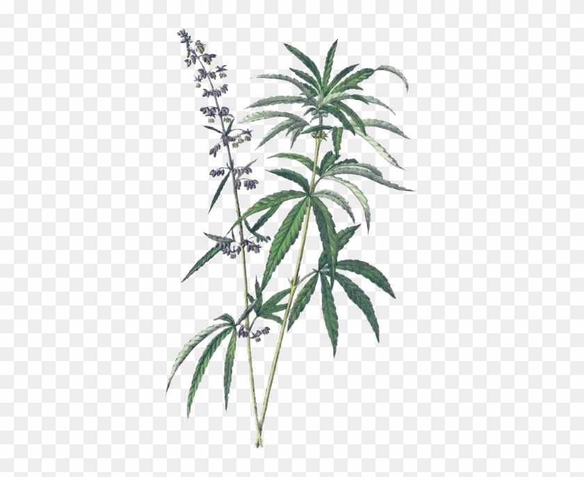 Industrial Hemp Botanical Illustration - Cannabis Britannica: Empire, Trade, And Prohibition #1011083