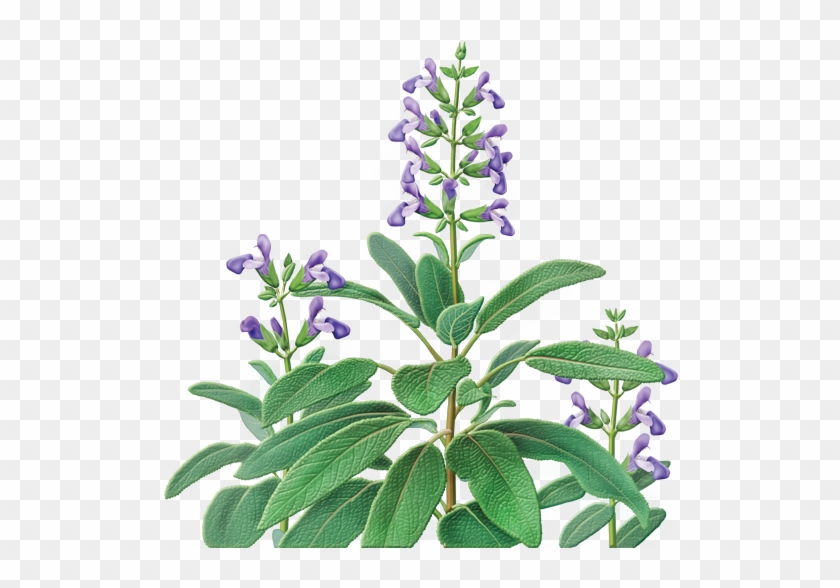 Sage Herbal Supplement - Sage Herb Salvia Officinalis #1011085