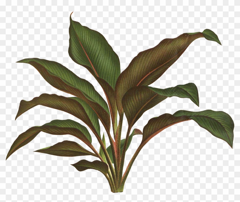 Botanical Illustration Botany Plant Drawing - Jungle Plant Png #1011087