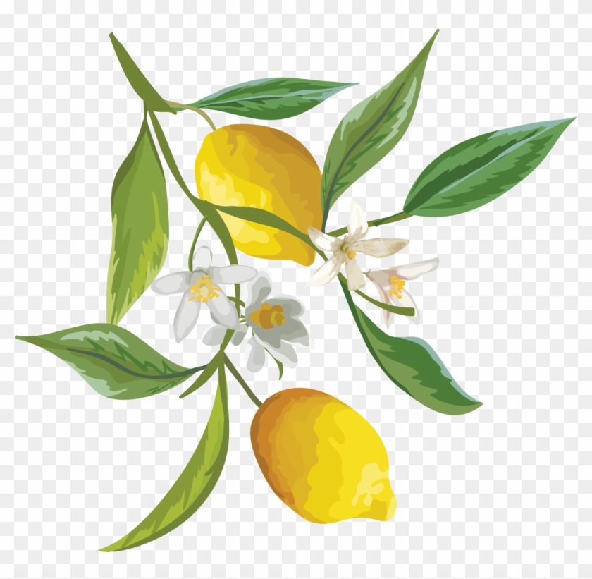 Skip To Content - Lemon Flower Png #1011096