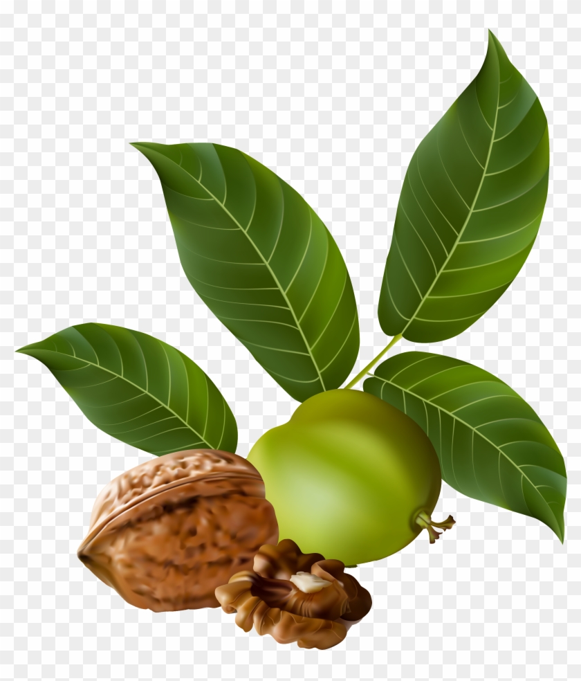 Walnut Png Clipart Picture - Walnut Png #1011107