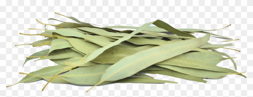 Organic Eucalyptus Leaves - Gum Trees #1011112