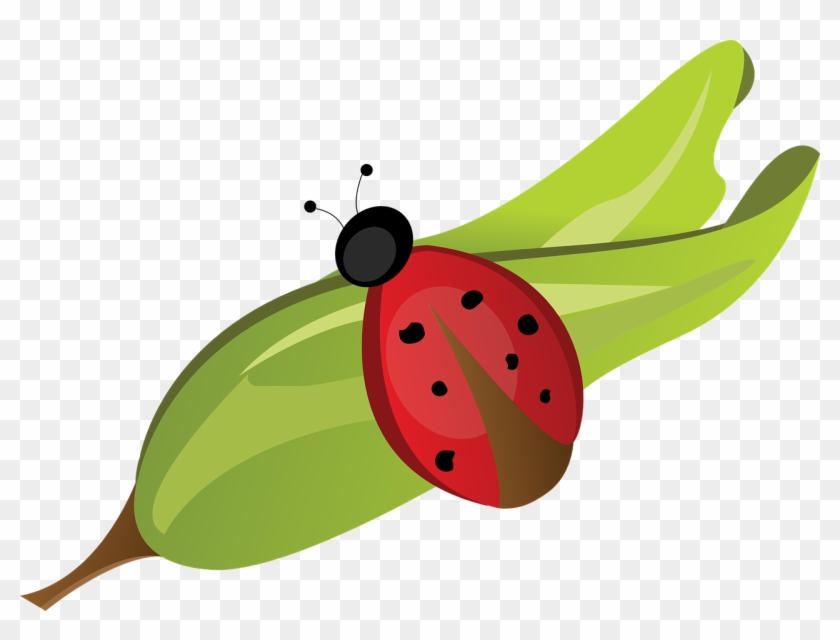Collection Of Pictures Of Bugs Cartoon - Joaninha Na Folha Png #1011457