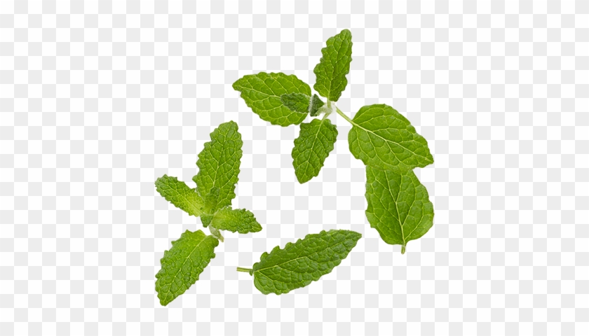 Organic Mint - Peppermint Leaves Png #1011492