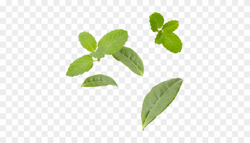 Green Tea Leaves, Spearmint, Natural Flavors - Swamp Birch #1011493