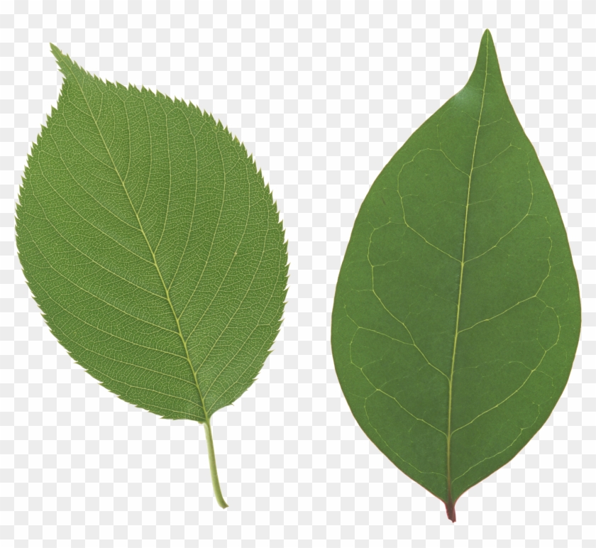 Leaf Free Download - Apple Leaf Png #1011494