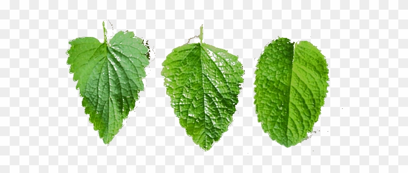 Leaf Test - Peppermint Leaves Vs Spearmint Leaves #1011497