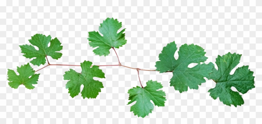 Grape Vine, Leaves, Branch - Vine Leaves Png #1011498