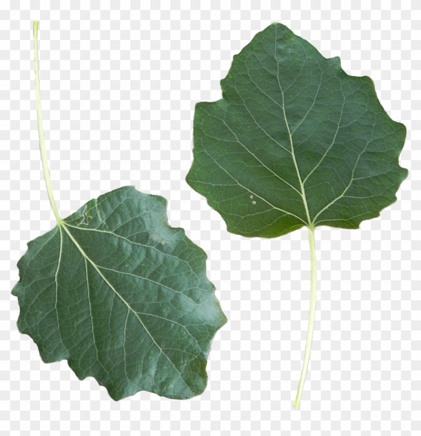 Populus Alba Leaf Front Side - Populus Leaf #1011500