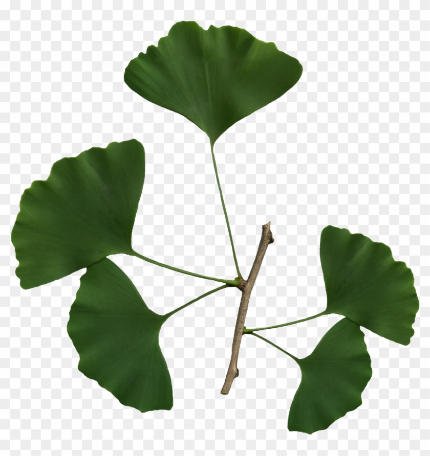 Collection Of Leaves Png - Leaves Of Ginkgo Biloba #1011508