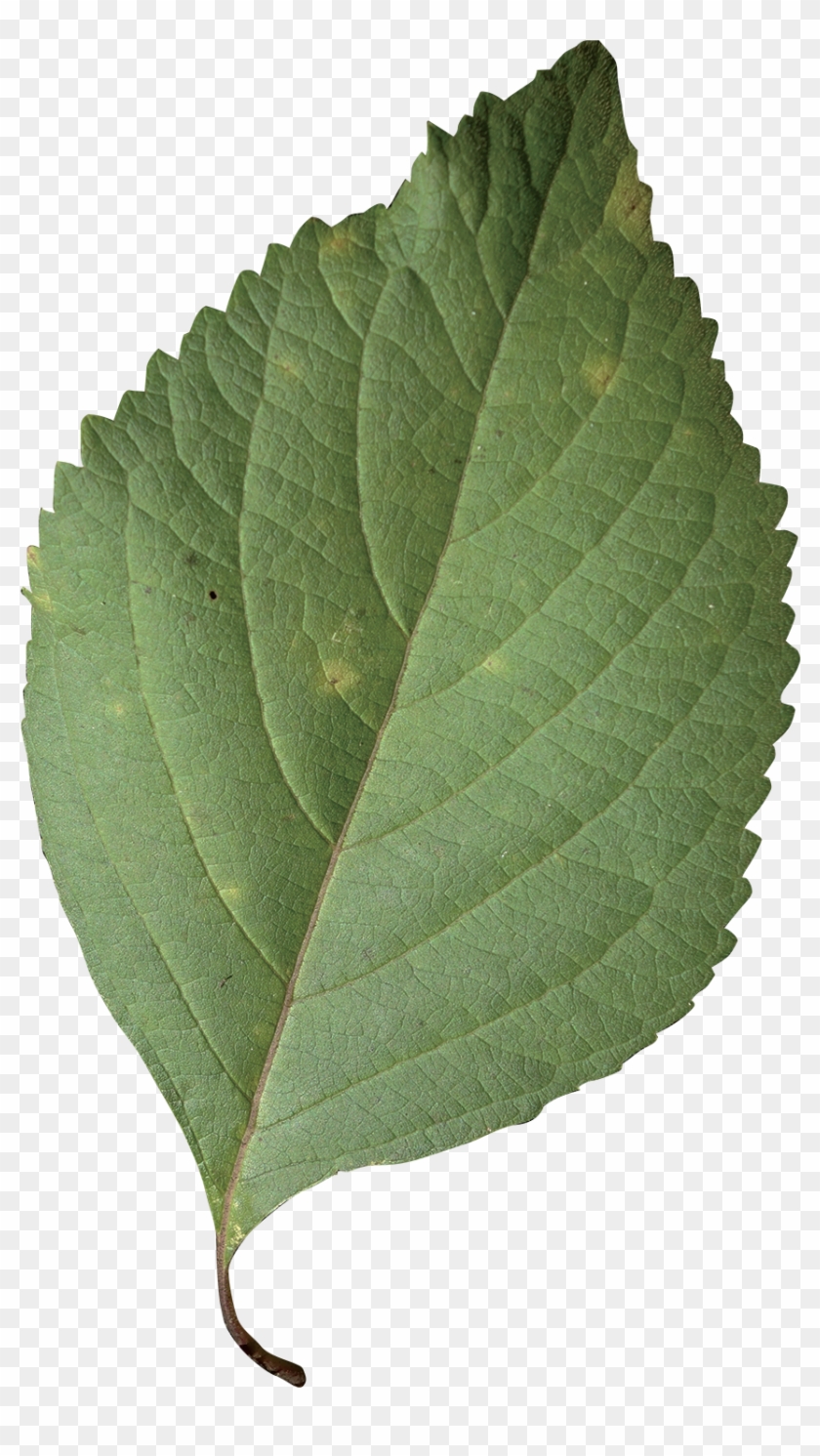 Simple - Callicarpa Americana Leaf #1011513