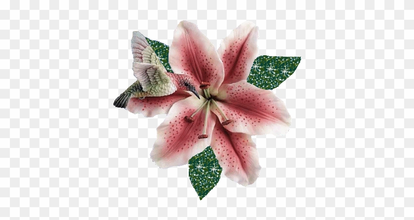 Desgarga Gratis Los Mejores Gifs Animados De Flores - Flor Gif - Free Transparent PNG Clipart Images Download Desgarga Gratis Los Mejores Gifs Animados De Flores - Flor Gif - Free Transparent PNG Clipart Images Download