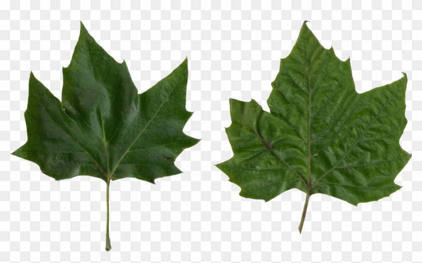 Platanus Scanned Leaves - Platanus Leaf Png #1011533